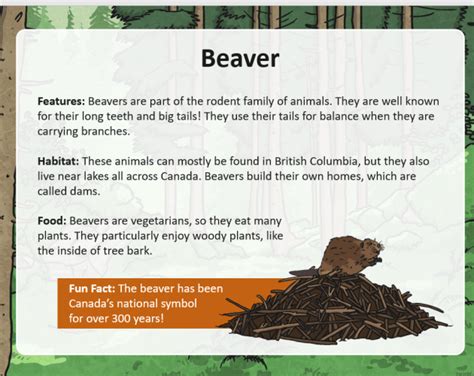 What is a Beaver? – Beaver Facts for Kids – Twinkl