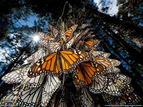 3840x2160px, 4K free download | Monarch Butterflies, forest, swarm ...