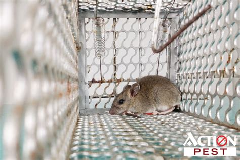 Mice Removal - Call An Exterminator - Action Pest Control Services