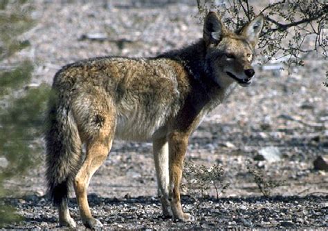 Coyote (Canis latrans) Appreciation Thread - Carnivora