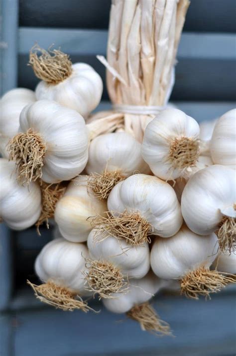 Garlic Braid stock photo. Image of bulb, vegetables, plait - 33234684