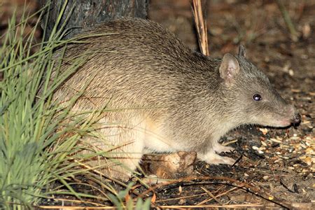 Bandicoot | Animal Wildlife