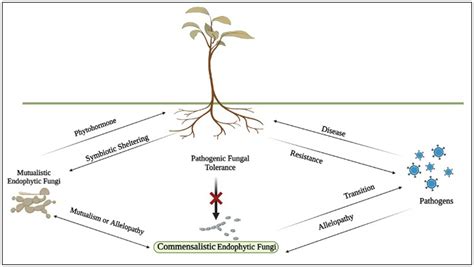 Frontiers | Endophytic fungi: hidden treasure chest of antimicrobial ...