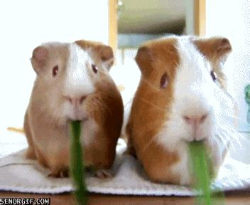 Guinea Pig Eating GIFs - Find & Share on GIPHY