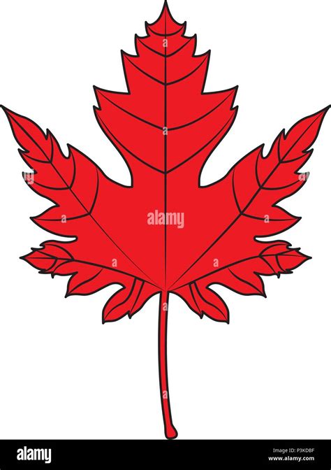 red maple leaf canadian symbol vector illustration Stock Vector Image & Art - Alamy