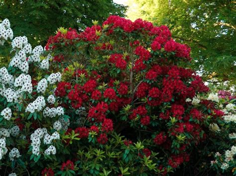 14 Low Growing Evergreen Shrubs for Borders