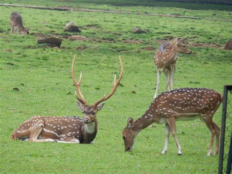 Axis Deer Facts & Information | Chital Deer (Axis Axis) - World Deer