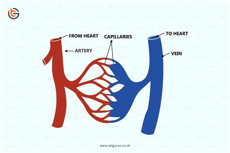 What is the difference between arteries, veins and capillaries?