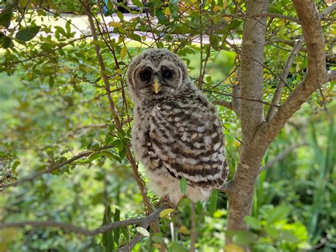 Baby Barred Owls in Oklahoma - The Owl Pages