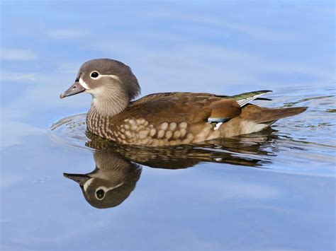 15 Ducks With White Stripe On Their Head (ID Guide)