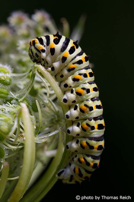 Image, Stock Photo Old World Swallowtail caterpillar diet | Thomas Reich, bilderreich