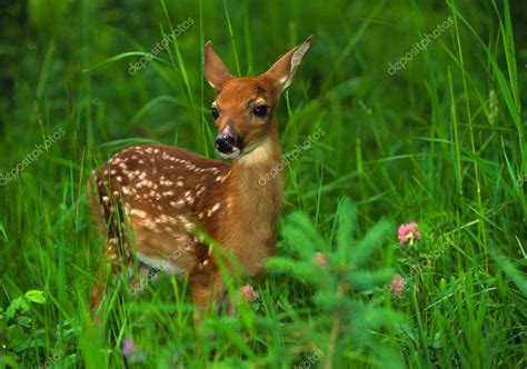 Whitetail Deer Fawn — Stock Photo © twildlife #5808026