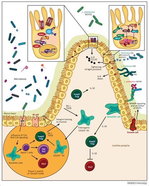 Regulation of intestinal homeostasis and immunity with probiotic lactobacilli: Trends in Immunology