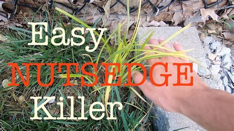 How to get rid of Nutsedge in the lawn - YouTube