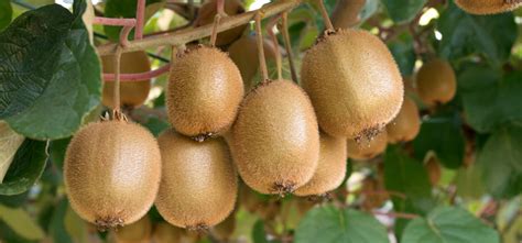 How to Grow Kiwi Fruit