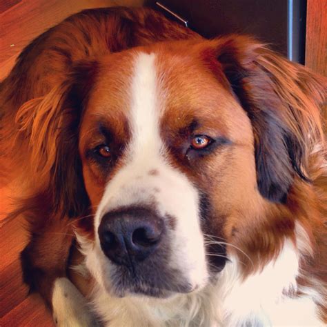 My Hudson ~ St. Bernese (half St. Bernard half Bernese Mountain Dog) | Mountain dogs, Cute ...