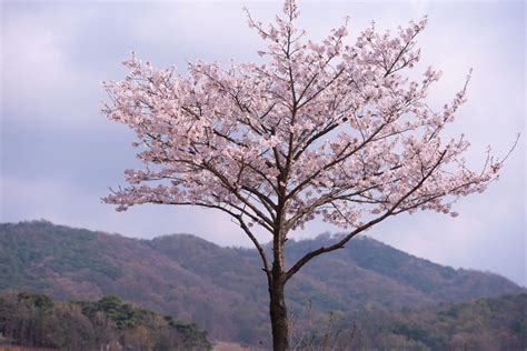 Where to See Cherry Blossoms in Seoul (6 Best Spots)