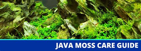 Java Moss Plant Care Guide: Growth, Maintenance, Benefits & Profile