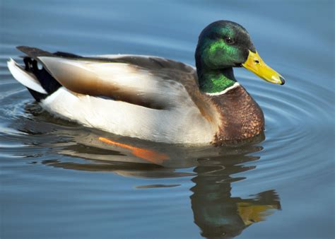 Mississippi welcomes migrating waterfowl | Mississippi State University Extension Service