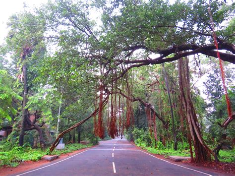 IIT Campus, Madras