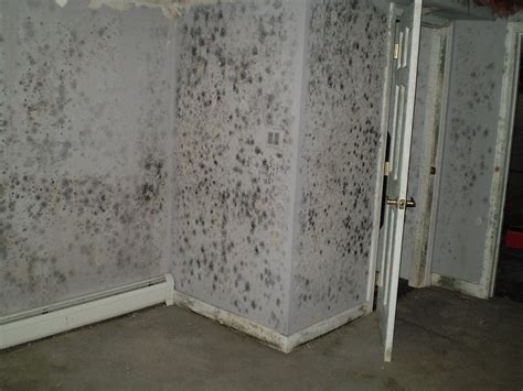 What Is Black Mold Removal | Alpha Environmental | Tampa FL