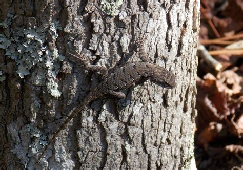 Male Eastern Fence Lizard - Photo by Alan Wiltsie Reptiles And Amphibians, Alan, Lizard, Fence ...