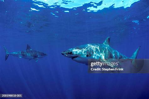 168 Shark Side View Stock Photos, High-Res Pictures, and Images - Getty ...