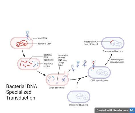 Specialized transduction: Steps • Microbe Online