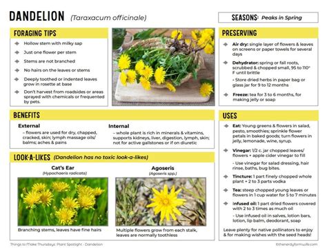 Benefits Of Dandelion Flower Essence | Best Flower Site