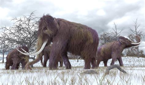 Monumental Mammoth-Bone Structure Built 25,000 Years Ago | Ancient Origins