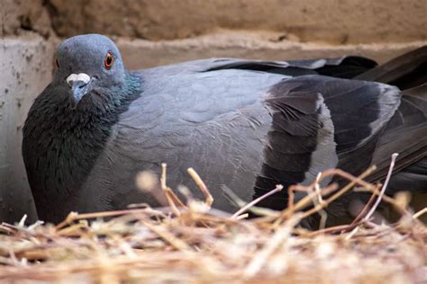 How Long Pigeons Nest For (And If They Reuse The Same One) - Pest Pointers