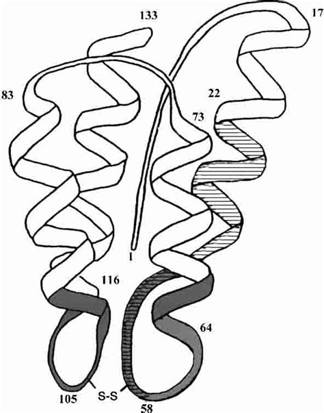 Ribbon schematic diagram of interleukin 2 structure illustrating the... | Download Scientific ...