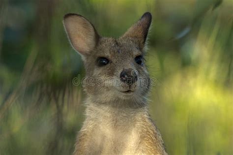 Agile Wallaby in Queensland Australia Stock Image - Image of ...