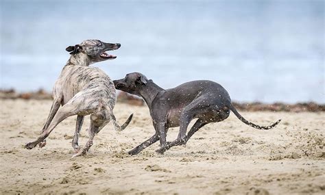 The Fastest Dog Breeds In The World - WorldAtlas