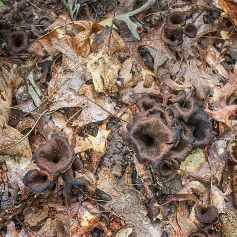 The Forager's Guide to Black Trumpet Mushrooms