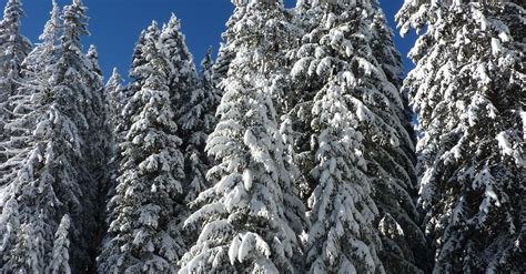 Snow Covered Green Forest Trees during Day · Free Stock Photo