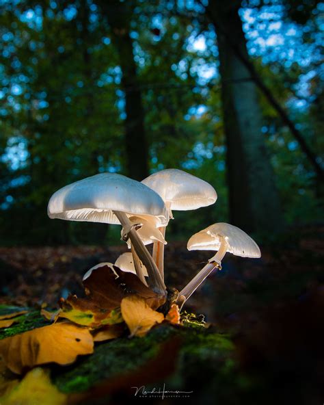 10 Tips and Inspiration for Photographing Mushrooms | Fstoppers