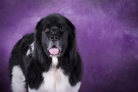 4 Newfoundland Dog Grooming Essentials For Spring - My Brown Newfies