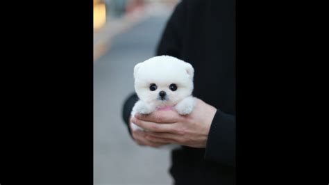 Teddy bear cut white pomeranian - YouTube