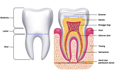 Struktur, Anatomi, Fungsi dan Rumus Gigi Manusia - Generasi Biologi