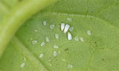 How to Get Rid of White Mites & Prevent These Tiny Plant Pests - The Potager Project