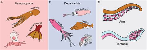 PALAEONTOLOGY[online] | Media: Figure 1