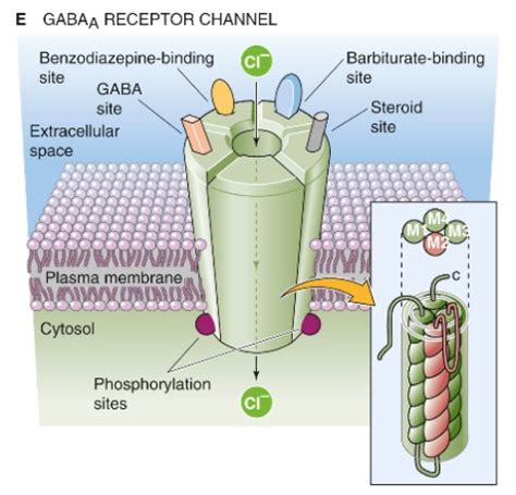 Pitt Medical Neuroscience | Inhibitory Neurotransmitters