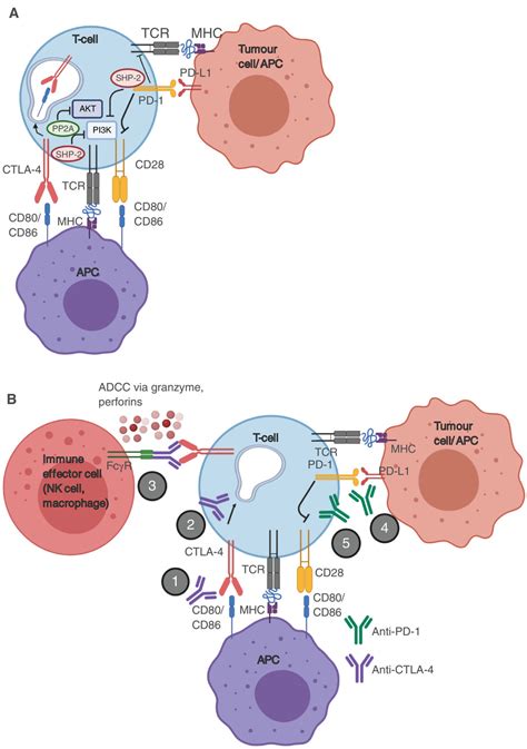 Combined anti‐PD‐1 and anti‐CTLA‐4 checkpoint blockade: Treatment of melanoma and immune ...