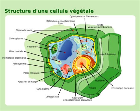 Peroxisome Structure