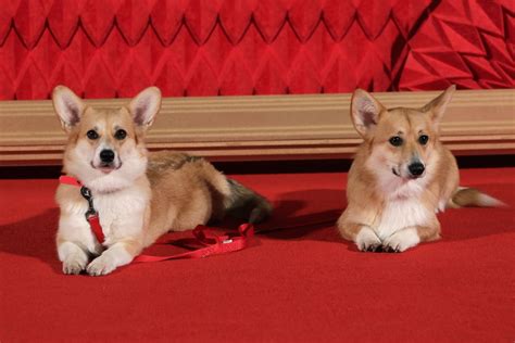 How Many Corgis Does The Queen Have? Dogs Are Important Members Of The British Royal Family