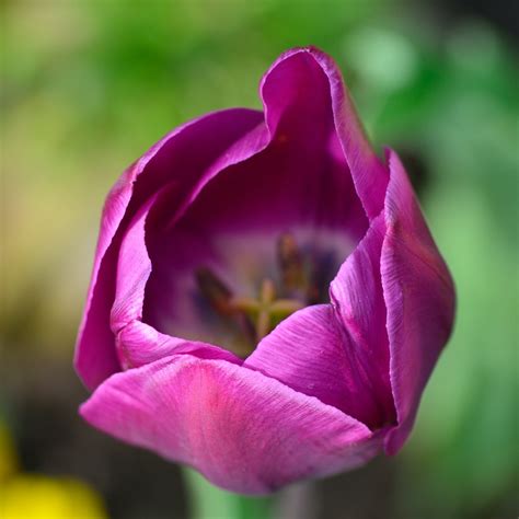 Tulip Purple Photos, Download The BEST Free Tulip Purple Stock Photos ...