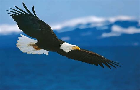 Download An Eagle Soaring High Above | Wallpapers.com