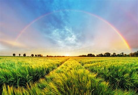 Rainbow Over Wheat Field, Nature Landscape Editorial Photography ...