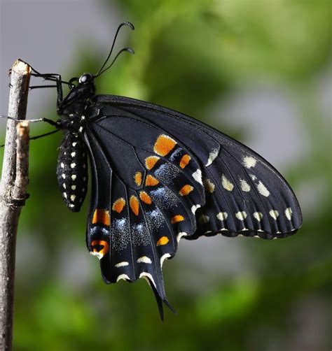 All of Nature: Black Swallowtail Butterfly Emerges